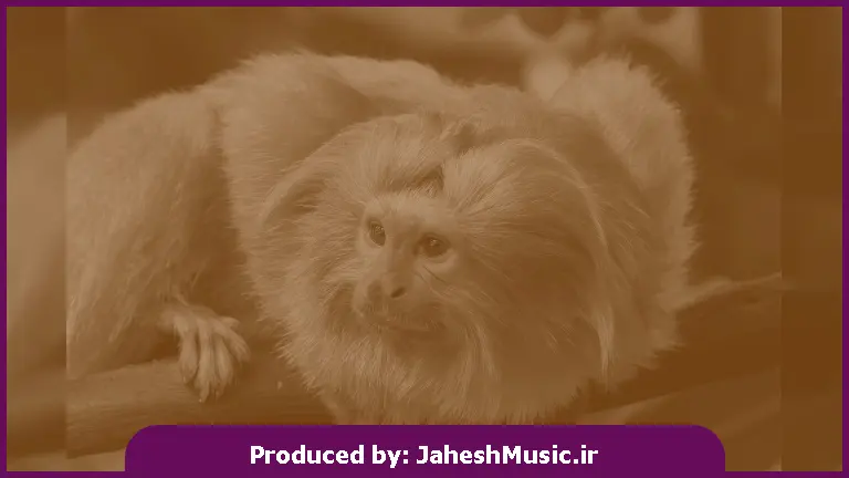 دانلود آهنگ واسه من که دل شکستم از غم زمونه خستم 